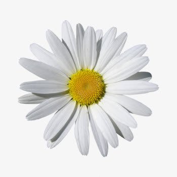 白色小雏菊png免抠素材_新图网 https://ixintu.com daisy 产品实物 白色花朵 装饰品 雏菊 鲜花