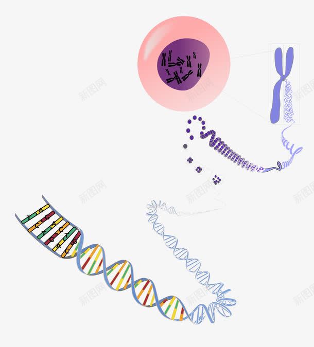 生物遗传结构图png免抠素材_新图网 https://ixintu.com DNA RNA 双螺旋 染色体 生物学 科学 突变 粉红色 紫色 蓝色 螺旋线 遗传学