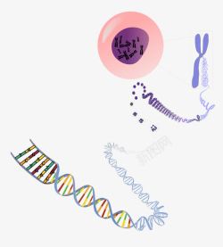 紫色DNA生物遗传结构图高清图片
