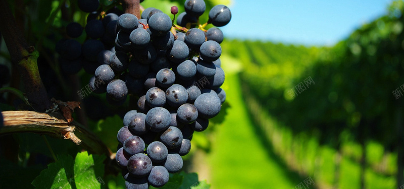 美食葡萄水果葡萄酒背景摄影图片