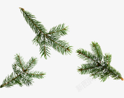 圣诞松树枝边框圣诞节松树枝元素高清图片