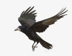 黑色胖鸟飞行的乌鸦高清图片