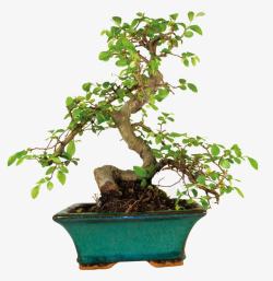 日本树矢量素材优雅盆栽高清图片