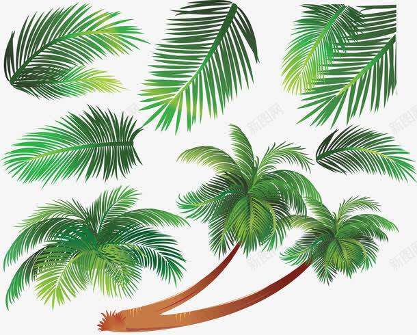 一棵椰子树png免抠素材_新图网 https://ixintu.com 俯视椰子树 卡通 手绘 树叶 椰子树 绿色