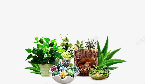绿色植物花园盆栽png图片免费下载 素材7xngewvav 新图网 绿色植物花园盆栽png图片免费下载 素材7xngewvav 新图网
