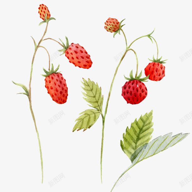 手绘草莓树png免抠素材_新图网 https://ixintu.com 丰收 叶子 手绘 春天 果实 水彩 结果 草莓 草莓树