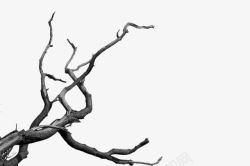 不同方向树枝枯枝伸向不同方向的树枝高清图片