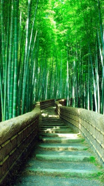 竹林阶梯风景H5背景摄影图片