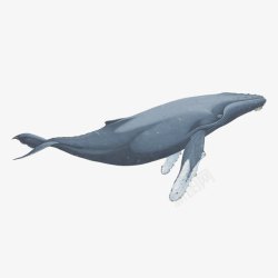 保护生物卡通一只蓝色的座头鲸生物保护宣高清图片