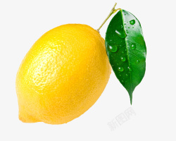 带水珠的柠檬叶子素材