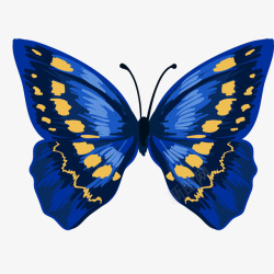 彩色的蝴蝶标本矢量图素材