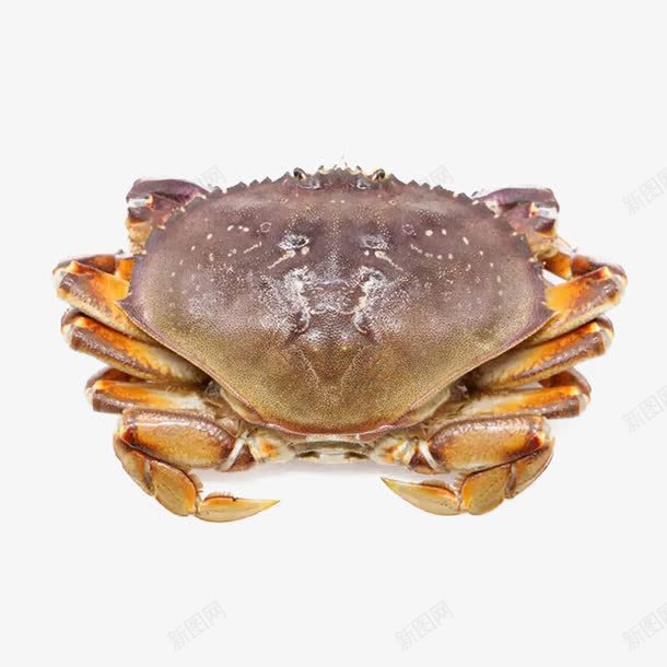 新鲜螃蟹png免抠素材_新图网 https://ixintu.com 动物 大闸蟹 水产品 海鲜 美食 蟹子