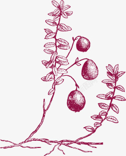 紫色果子素描蔓越莓矢量图高清图片