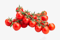 实物红色分支带藤樱桃番茄素材
