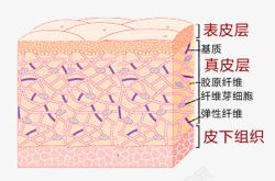 皮下组织学习专用知识皮肤构成高清图片