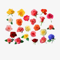 24朵各色玫瑰花片素材
