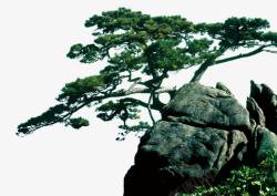 日本松树迎客松淘宝松树石头高清图片