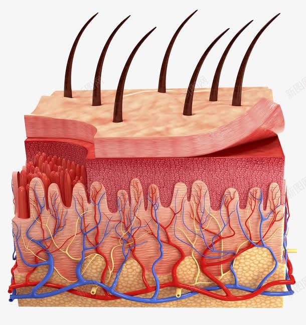 人体肌肉结缔组织png免抠素材_新图网 https://ixintu.com 毛囊 皮肤结构 细胞组织 血管