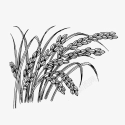 五谷杂粮手绘小麦线稿图高清图片