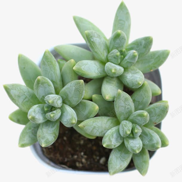 多肉植物蓝黛莲盆栽png免抠素材_新图网 https://ixintu.com 多肉植物 植物 植物盆栽 盆栽 绿色 肉肉 蓝黛莲 迷你盆 防辐射