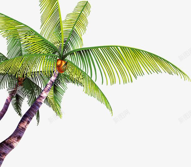 椰子树psd免抠素材_新图网 https://ixintu.com 俯视椰子树 夏天元素 椰子 椰子树 海边