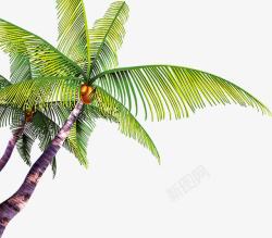 海边椰子树高清图片