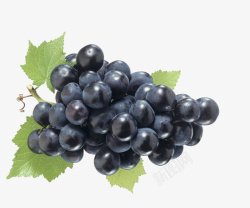 黑色黑加仑一串黑色生鲜葡萄高清图片