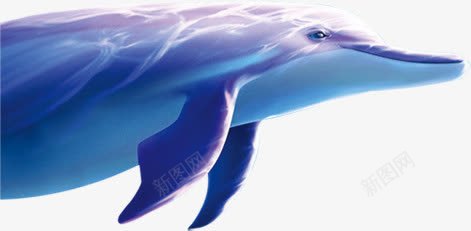 夏日鲸鱼蓝色海洋卡通效果png免抠素材_新图网 https://ixintu.com 卡通 夏日 效果 海洋 蓝色 鲸鱼