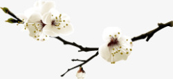 一支梅花花卉专辑高清图片