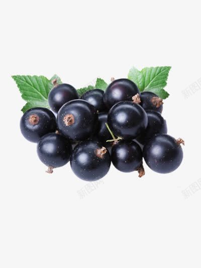 蓝莓png免抠素材_新图网 https://ixintu.com 水果 紫黑色 维生素