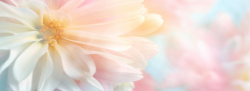 照射的鲜花花朵背景banner高清图片