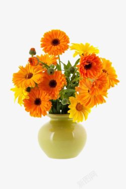 橙色背景金盏花和花瓶高清图片