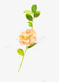 郁金香菊花背景图片月季高清图片