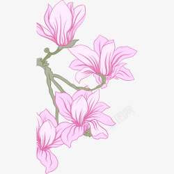 手绘粉红色玉兰花花朵插画矢量图素材