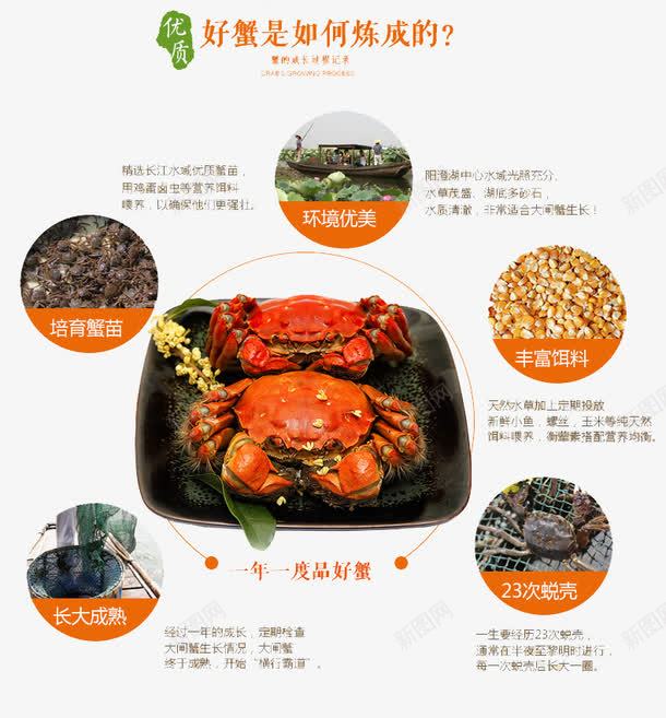 螃蟹说明图详情页png免抠素材_新图网 https://ixintu.com 美食 螃蟹