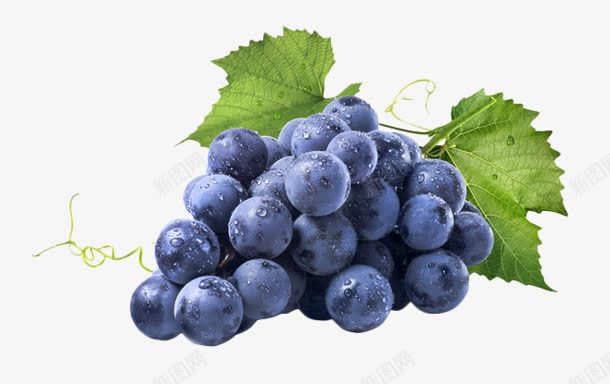 新鲜的紫色葡萄水果png免抠素材_新图网 https://ixintu.com 新鲜 水果 紫色 葡萄