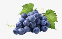 新鲜的紫色葡萄水果素材