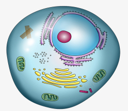 植物细胞彩色细胞核结构高清图片