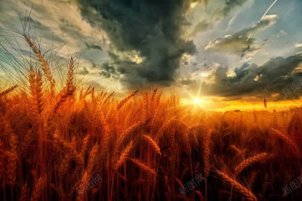 室外场景小麦天空环境渲染黄色光效jpg设计背景_新图网 https://ixintu.com 场景 天空 室外 小麦 渲染 环境 色光