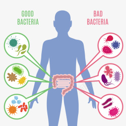 人体细菌人体肠道细菌矢量图高清图片