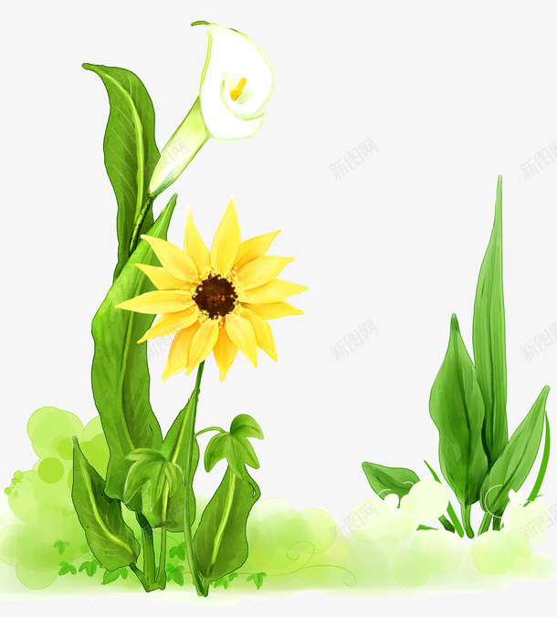 清新植物psd免抠素材_新图网 https://ixintu.com 向日葵 春天 白色花朵 绿色植物 花朵