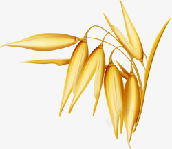 水稻图标素材金色写实水稻谷物图图标高清图片