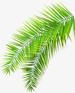 海滩棕榈树叶子大自然绿色棕榈树树叶高清图片
