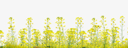 春天户外黄色鲜花春天黄色鲜花油菜花开高清图片