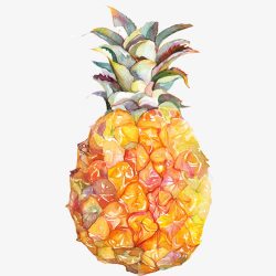 水彩凤梨菠萝手绘画片高清图片