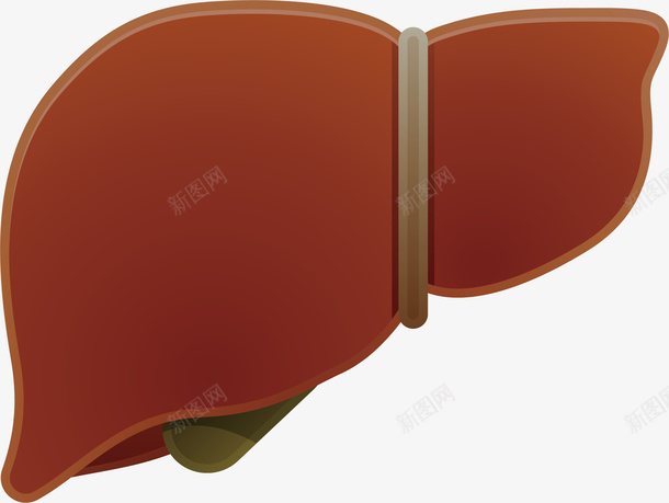 动物的肝脏器官卡通矢量图ai免抠素材_新图网 https://ixintu.com 器官 生物医药 生物医药产业 生物医药展板 生物医药广告 生物医药整容 肝脏 矢量图