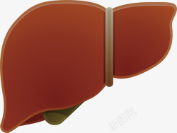 动物的肝脏器官卡通矢量图素材