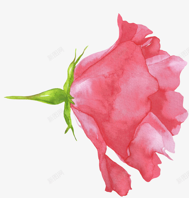 卡通手绘粉色玫瑰花png免抠素材_新图网 https://ixintu.com 创意 动漫动画 卡通手绘 水彩 粉色花卉 美丽的玫瑰花