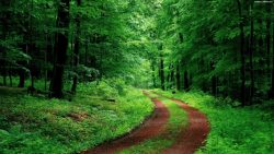 森林里的小路茂密森林里的小路高清图片