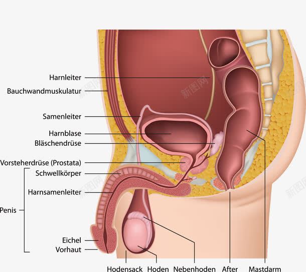男性生殖器官png图片免费下载 素材7mxqaqaku 新图网